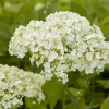 Hortensja krzewiasta ‘Lime Rickey’ – kwiatostan